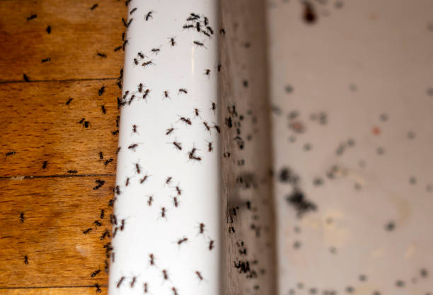 Best Spider Control Near Me  in Lewisburg, OH